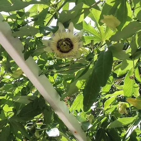 アパート Isabella