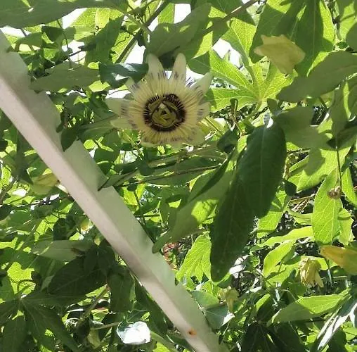 Апартаменти Isabella